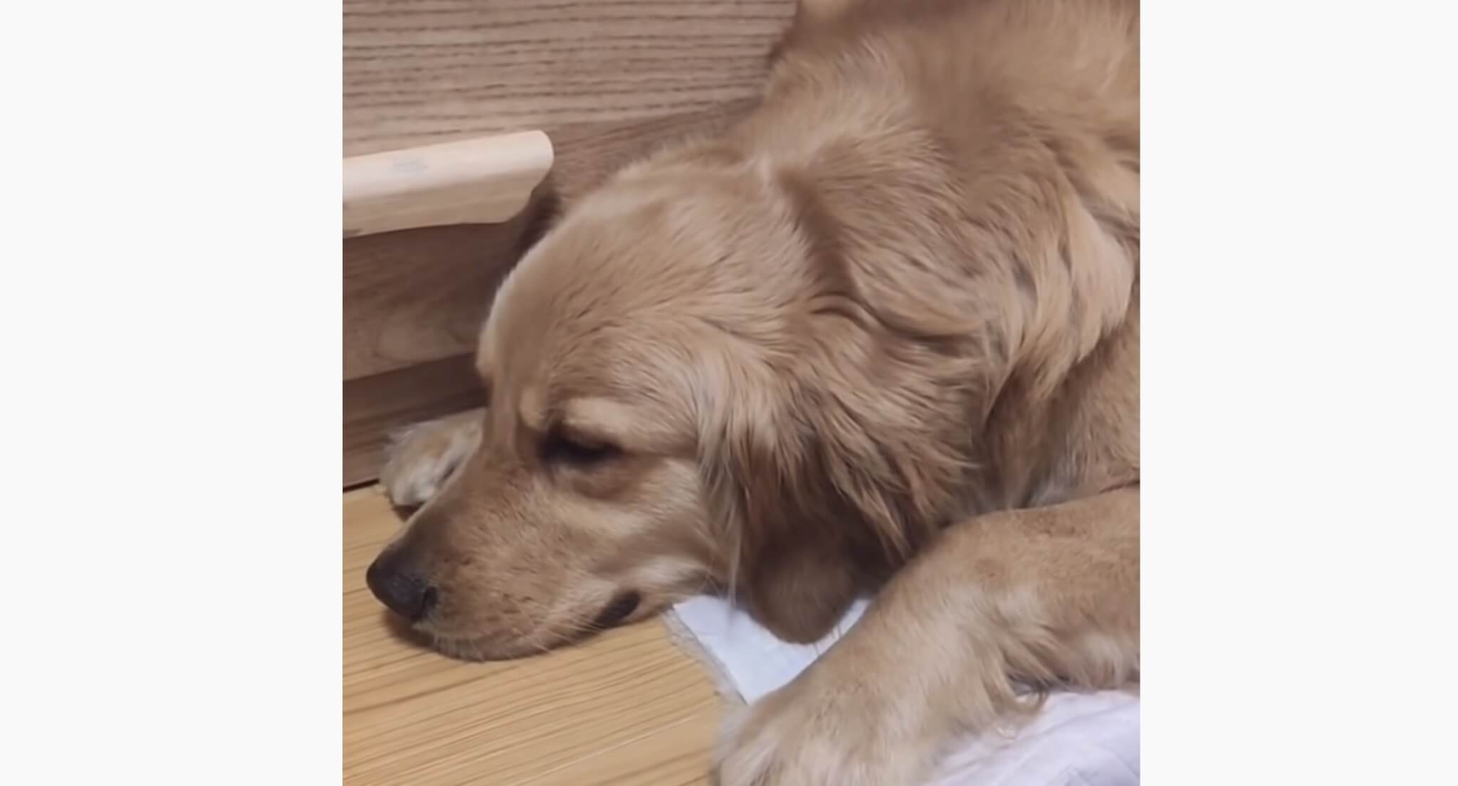 ゴールデンレトリーバー,動画