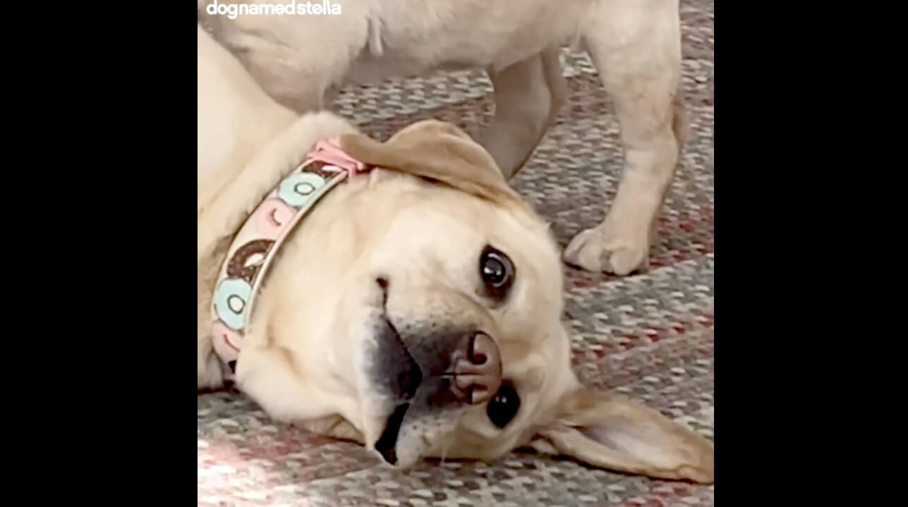 ラブラドールレトリーバー,動画