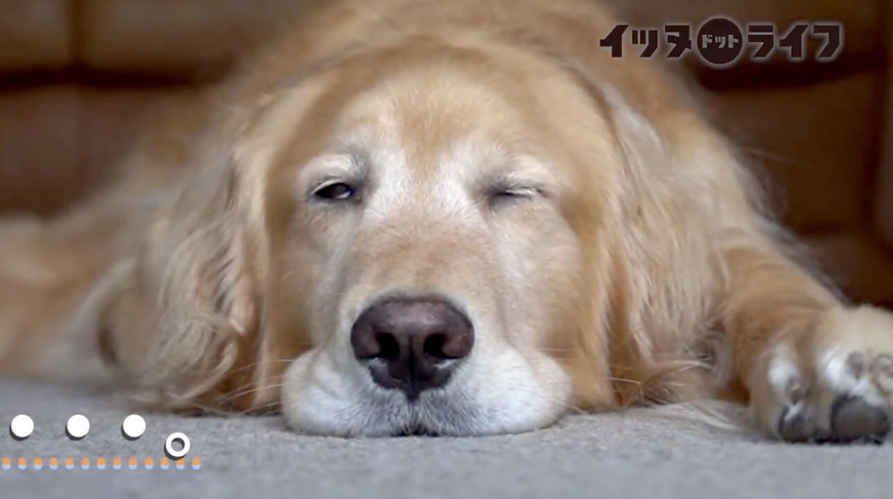 ゴールデンレトリーバー,動画