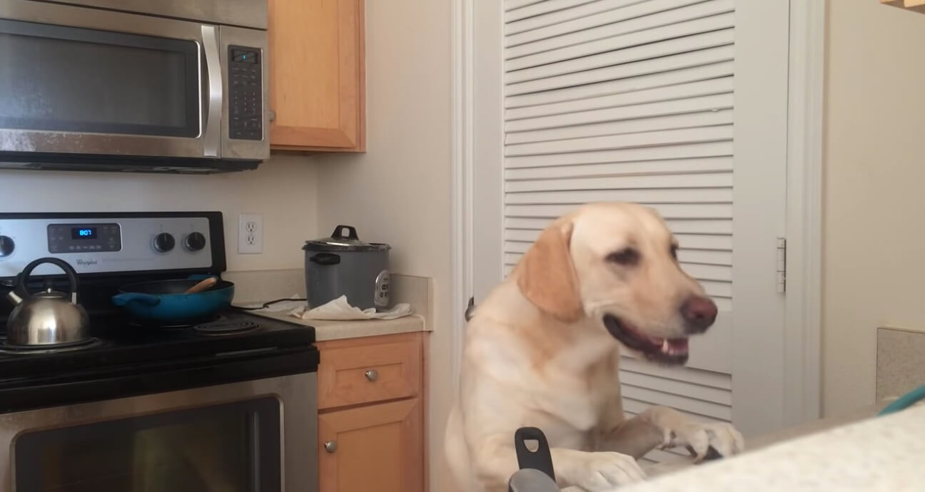 ラブラドールレトリーバー,動画