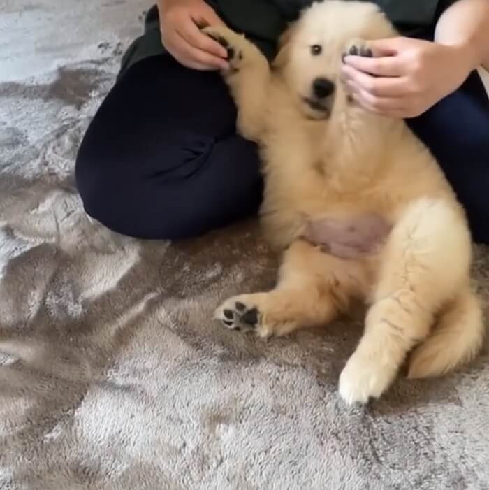 ゴールデンレトリーバー,動画