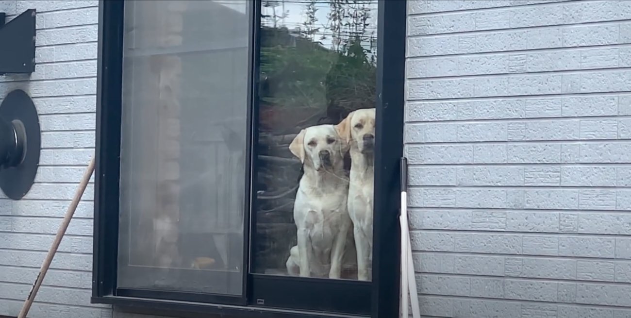 ラブラドールレトリーバー,動画