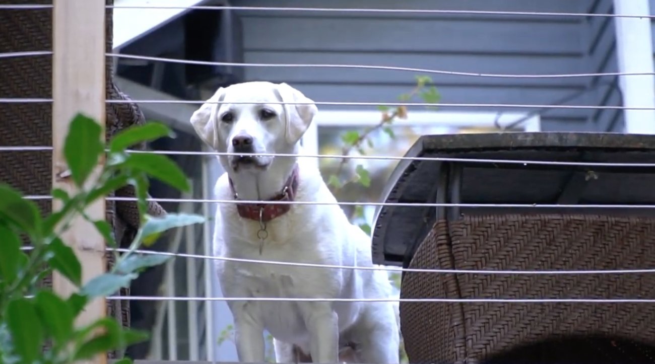 ラブラドールレトリーバー,動画