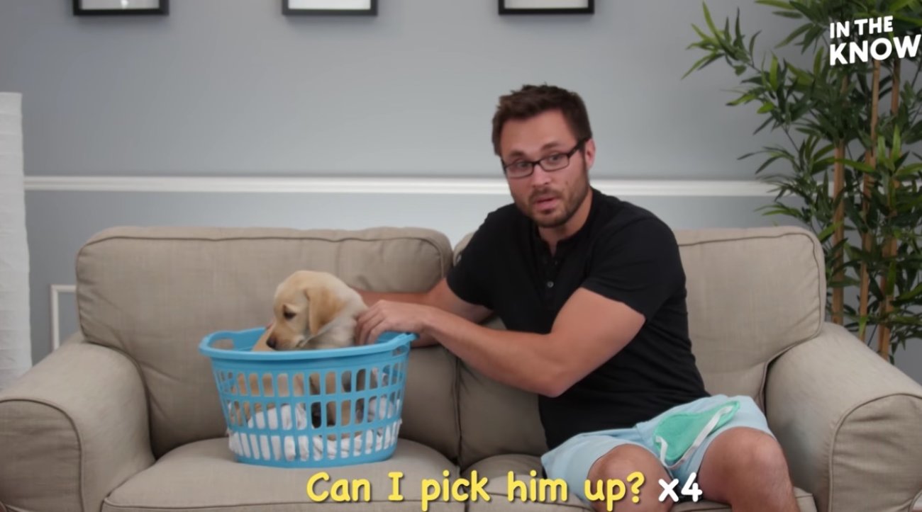 ラブラドールレトリーバー,動画