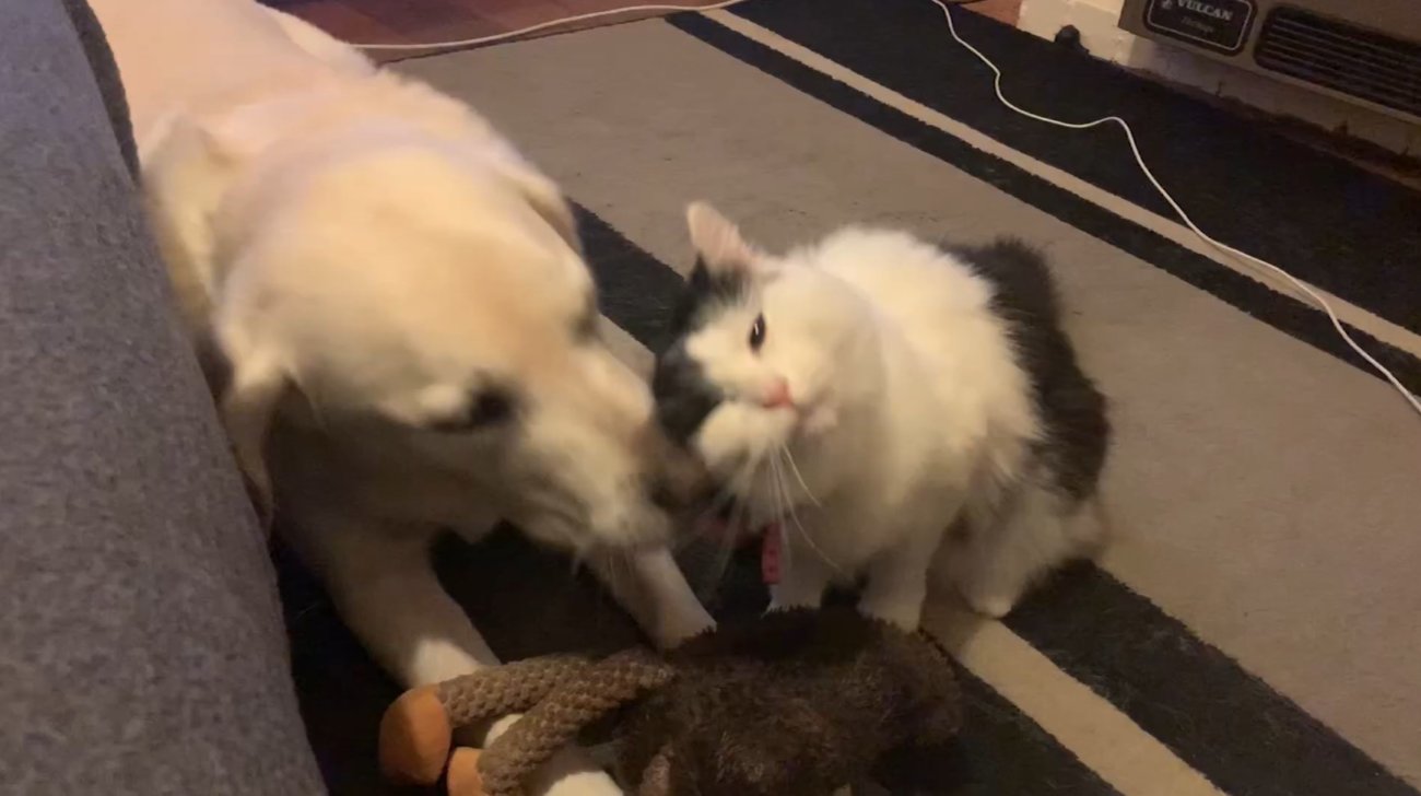 ラブラドールレトリーバー,動画