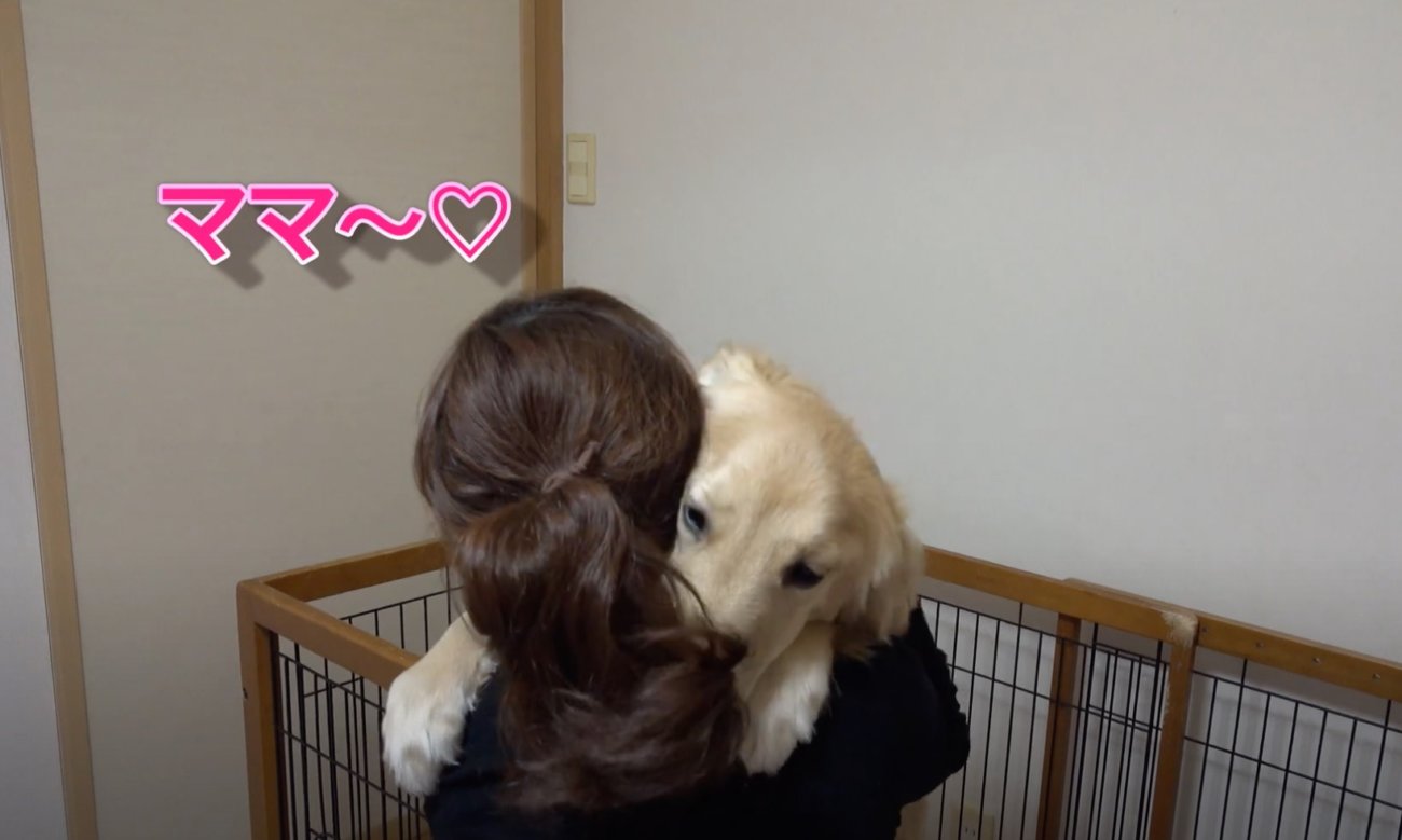 ゴールデンレトリーバー,動画