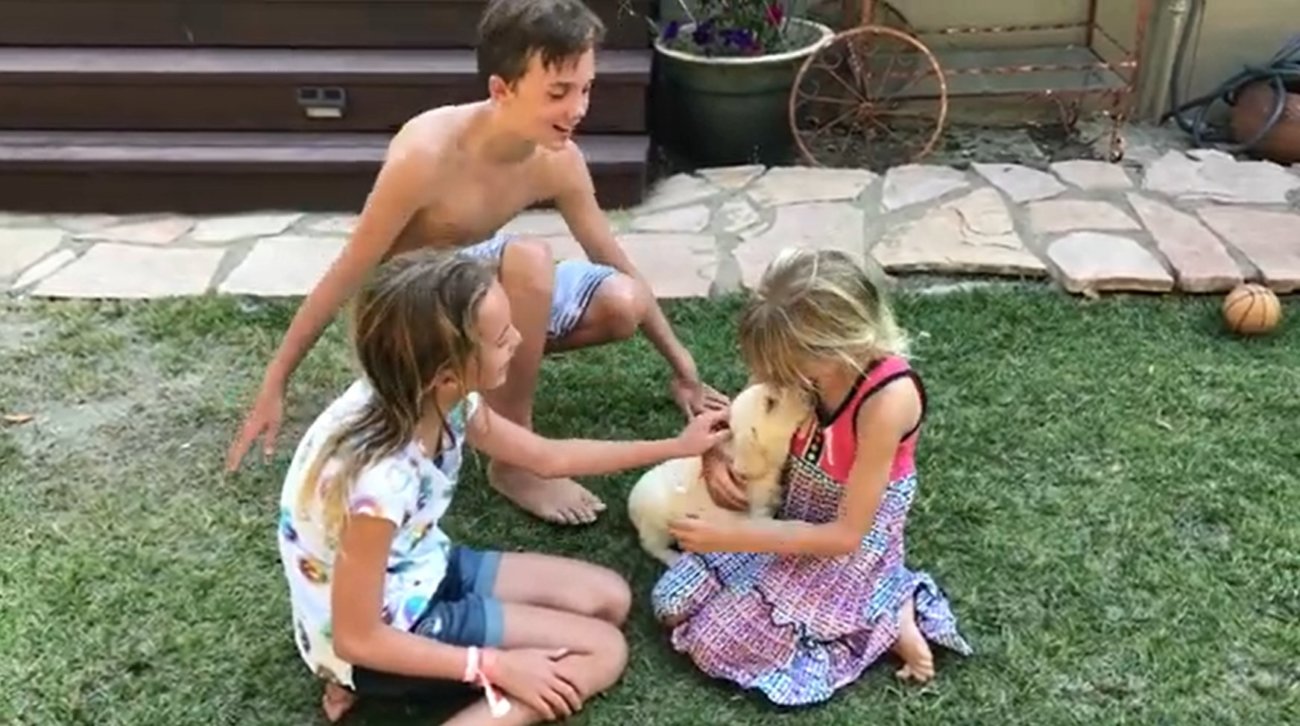 ラブラドールレトリーバー,動画