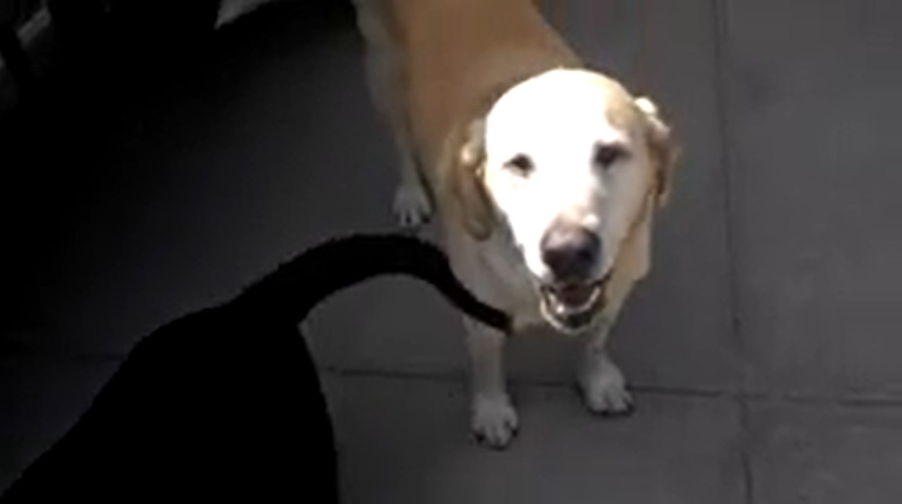 ラブラドールレトリーバー,動画