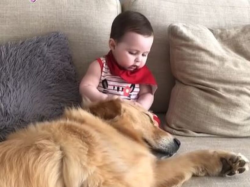 ゴールデンレトリーバー,動画