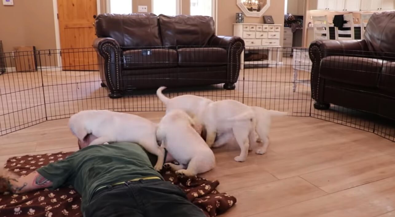 ラブラドールレトリーバー,動画