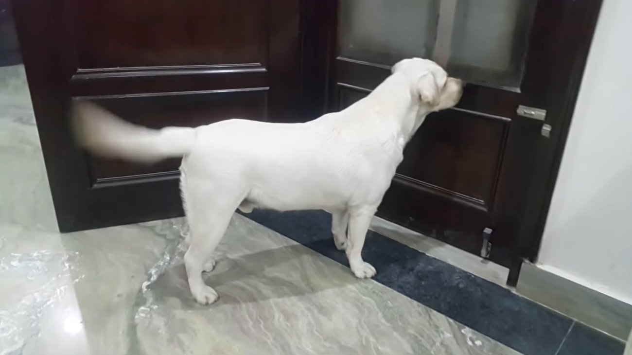 ラブラドールレトリーバー,動画