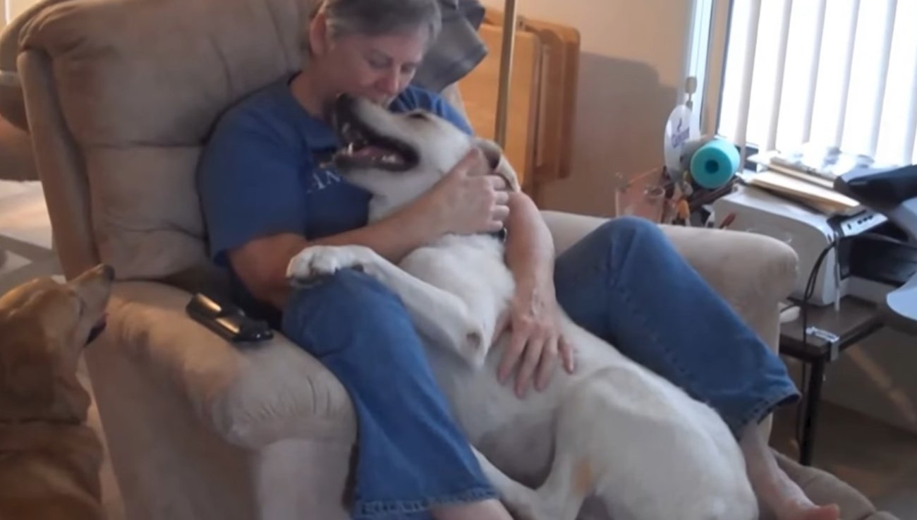 ラブラドールレトリーバー,動画