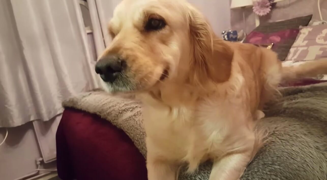 ゴールデンレトリーバー,動画