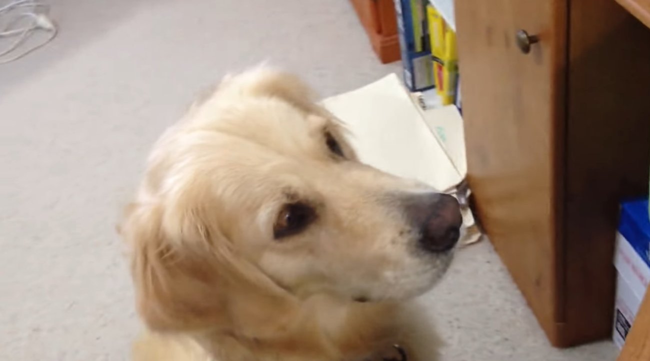 ゴールデンレトリーバー,動画