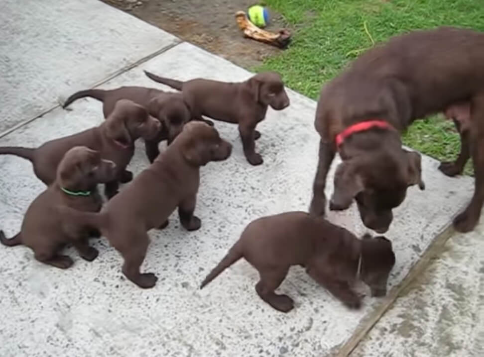 ラブラドールレトリーバー,動画