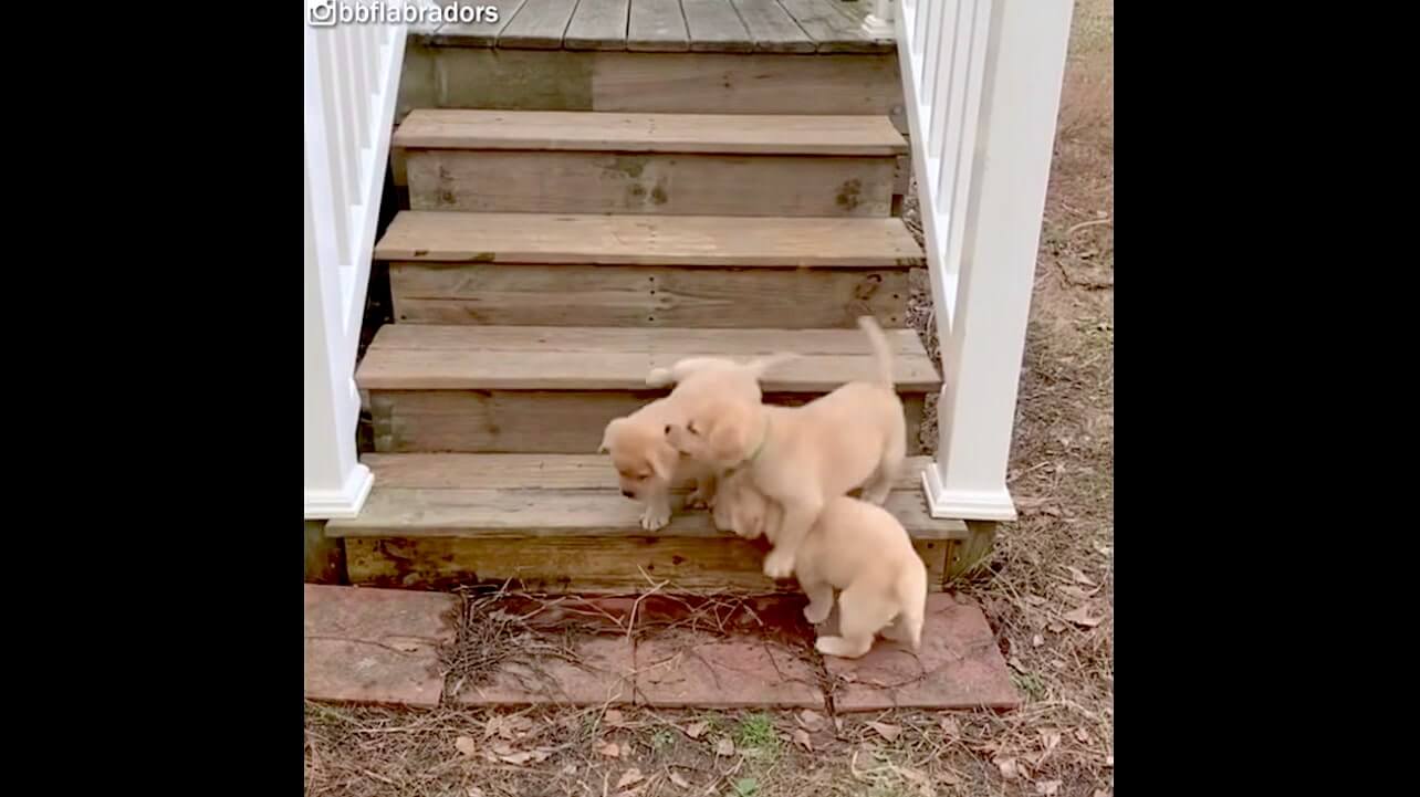 ラブラドールレトリーバー,動画