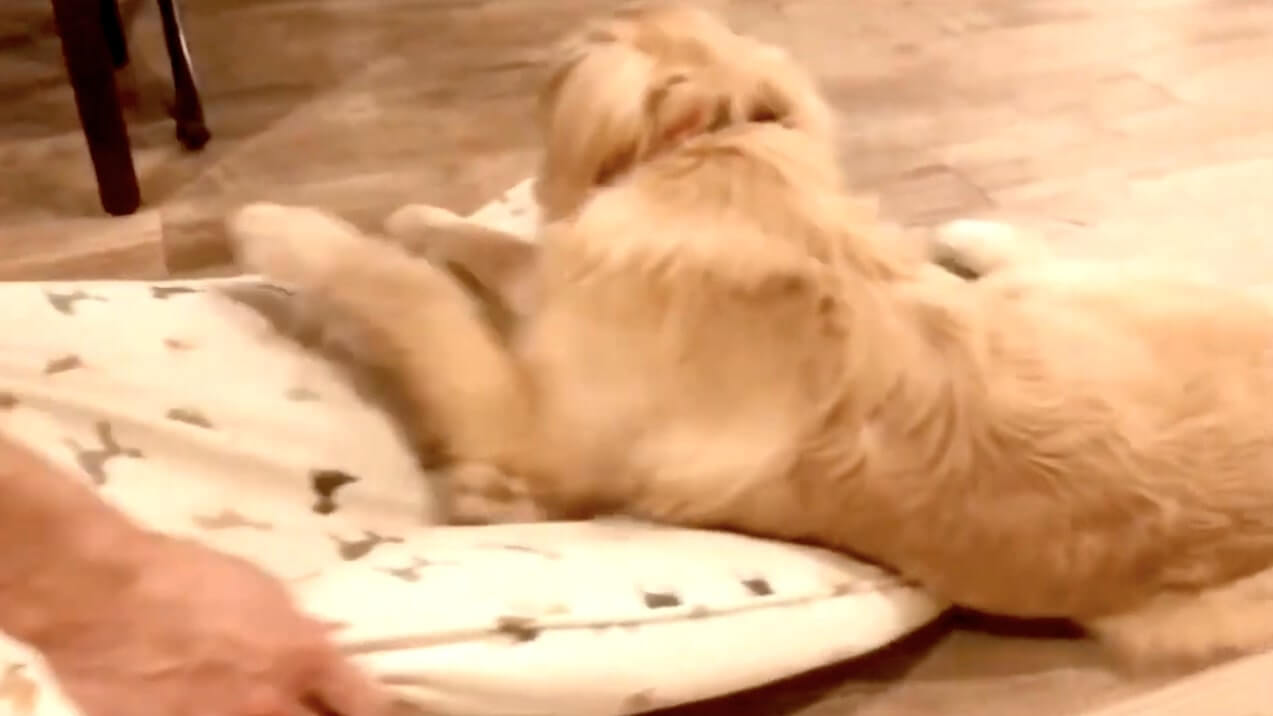 ゴールデンレトリーバー,動画