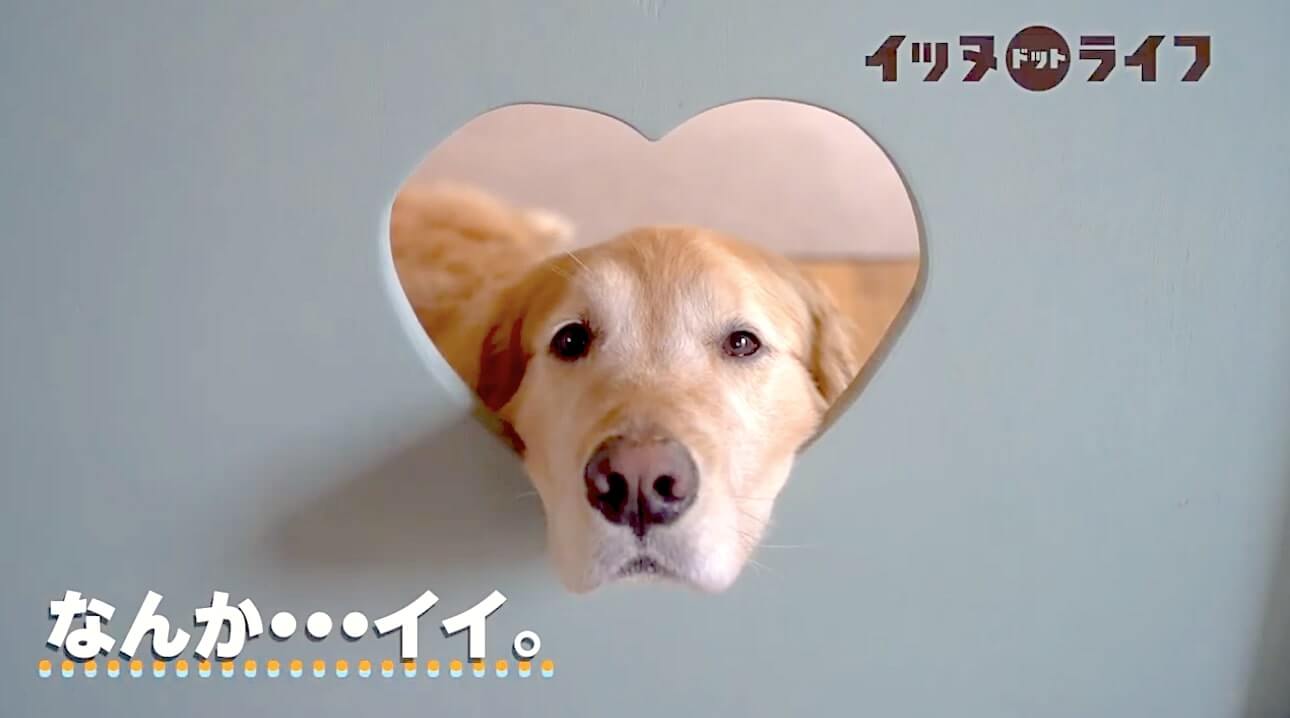 ゴールデン,動画,イッヌドットライフ