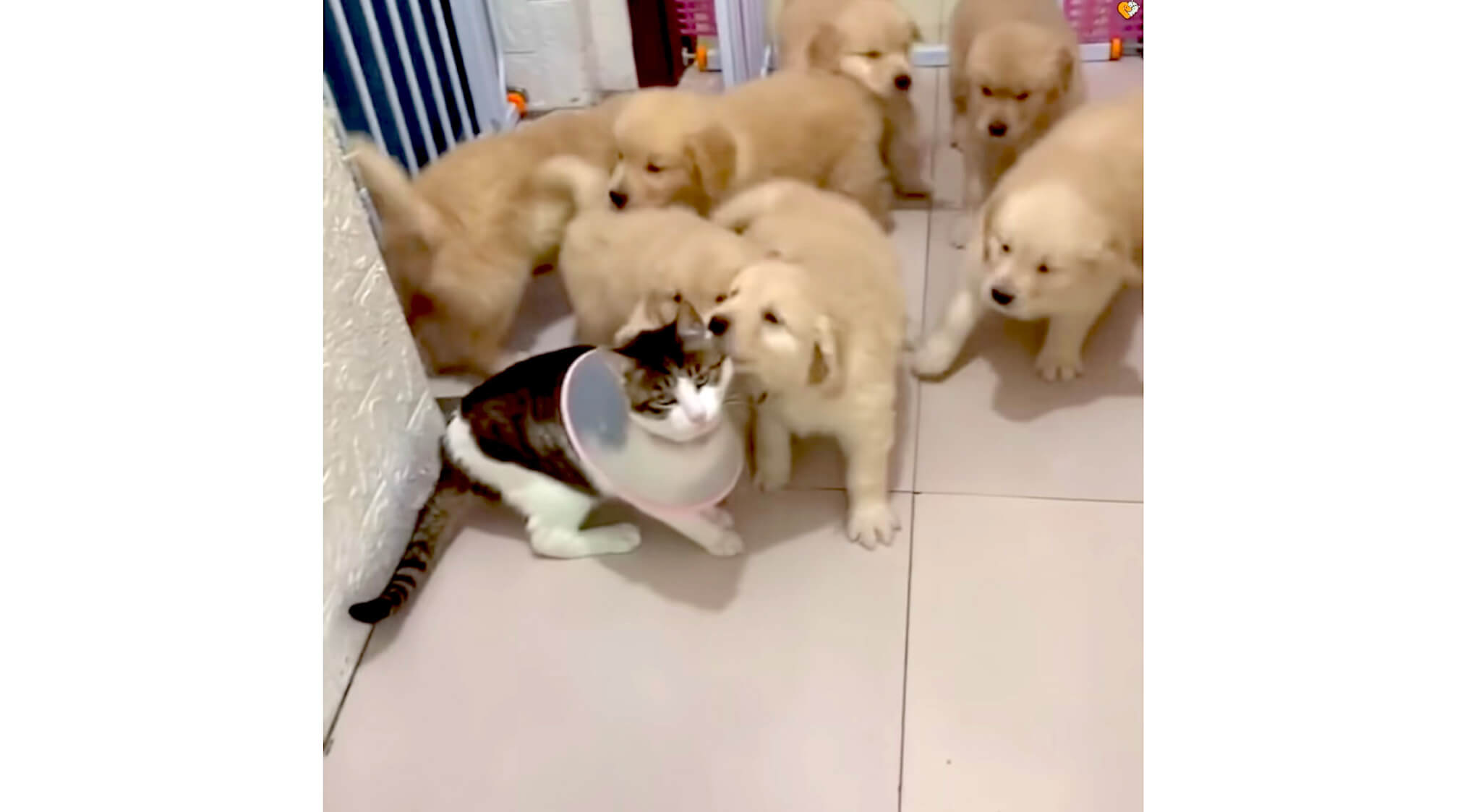 ゴールデンレトリーバー,動画