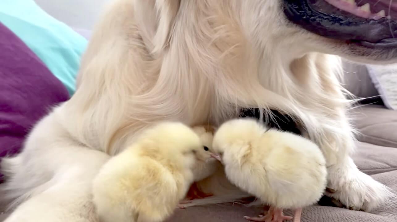 ゴールデンレトリーバー,動画