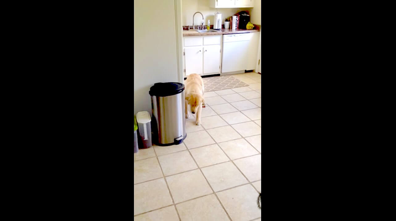 ゴールデンレトリーバー,動画