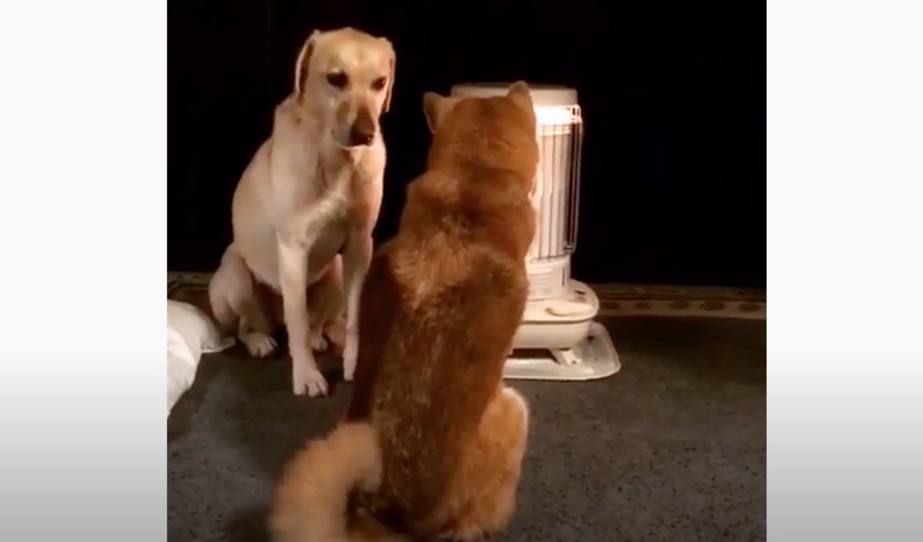 ラブラドールレトリーバー,動画