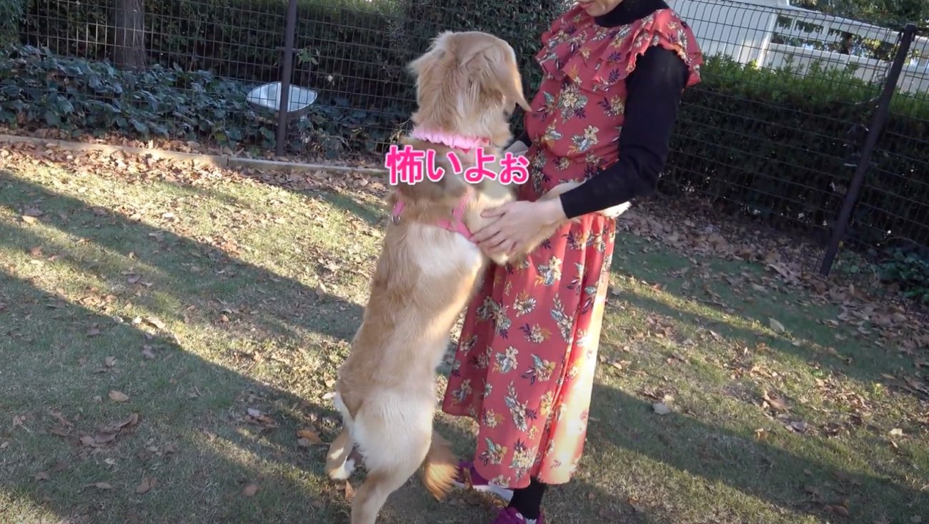 ゴールデンレトリーバー,動画