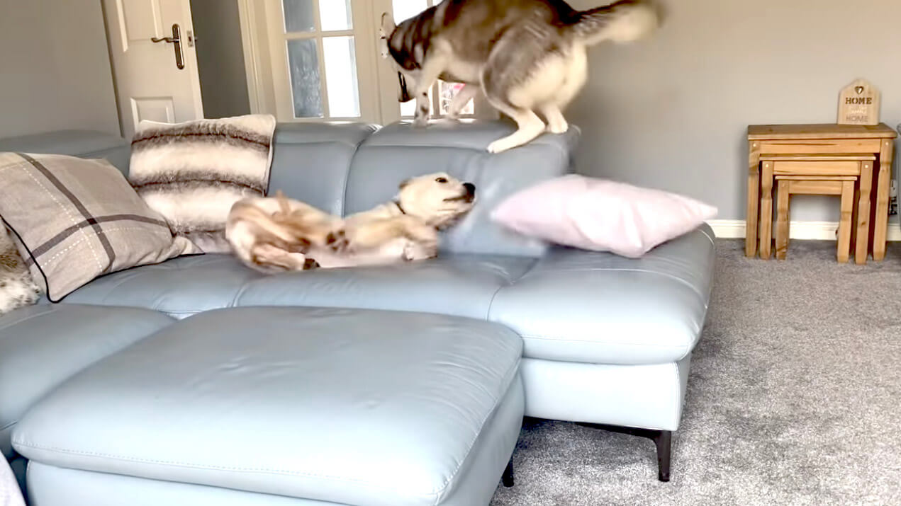 ラブラドールレトリーバー,動画