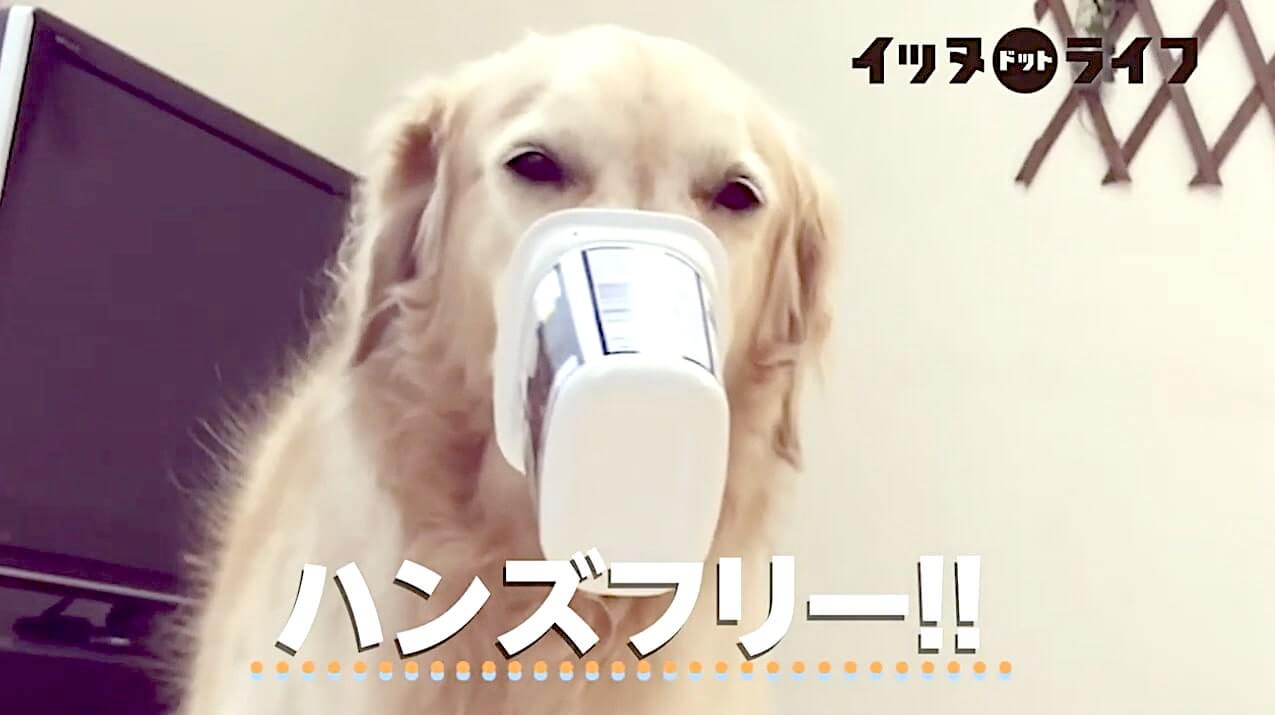 ゴールデン,動画,イッヌドットライフ