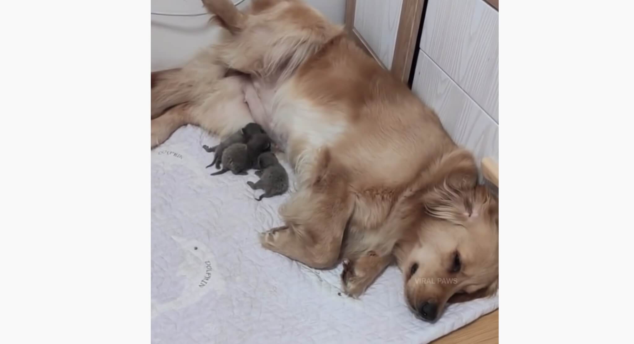 ゴールデンレトリーバー,動画