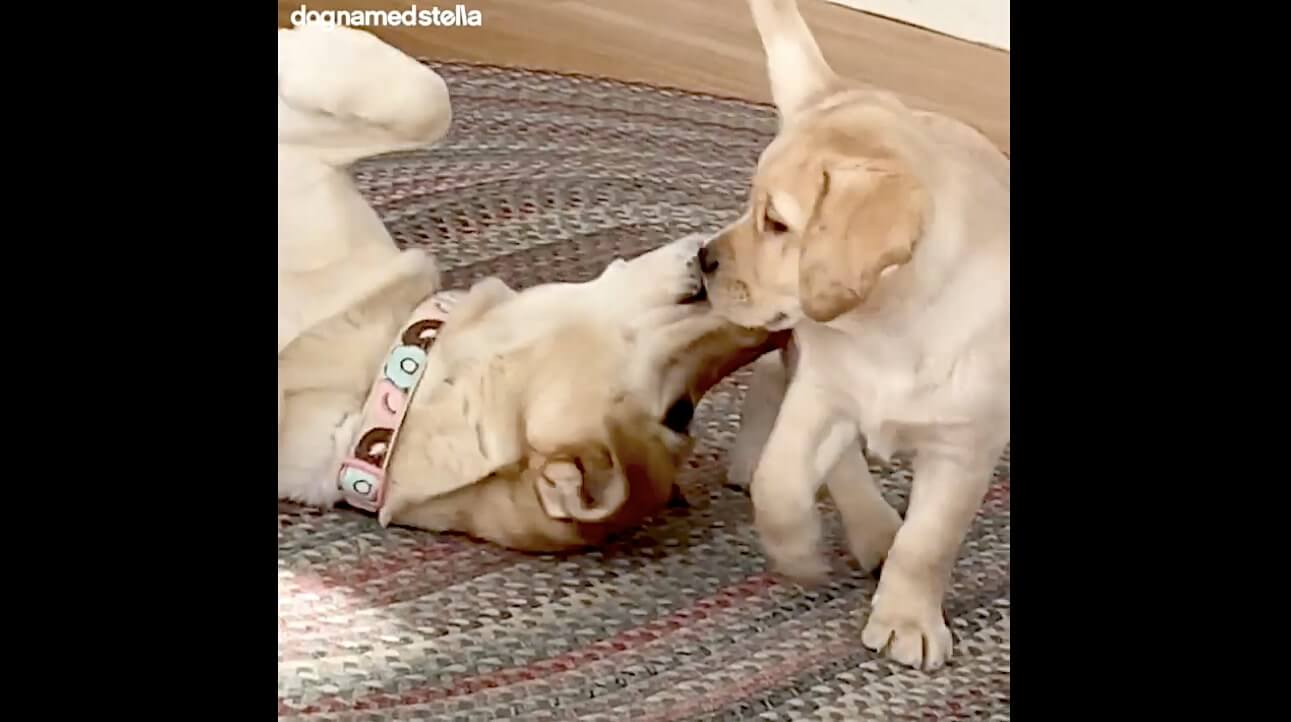 ラブラドールレトリーバー,動画