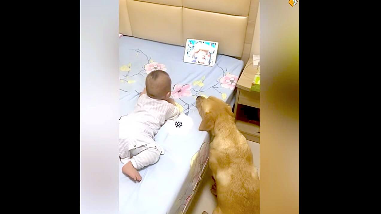 ラブラドールレトリーバー,動画