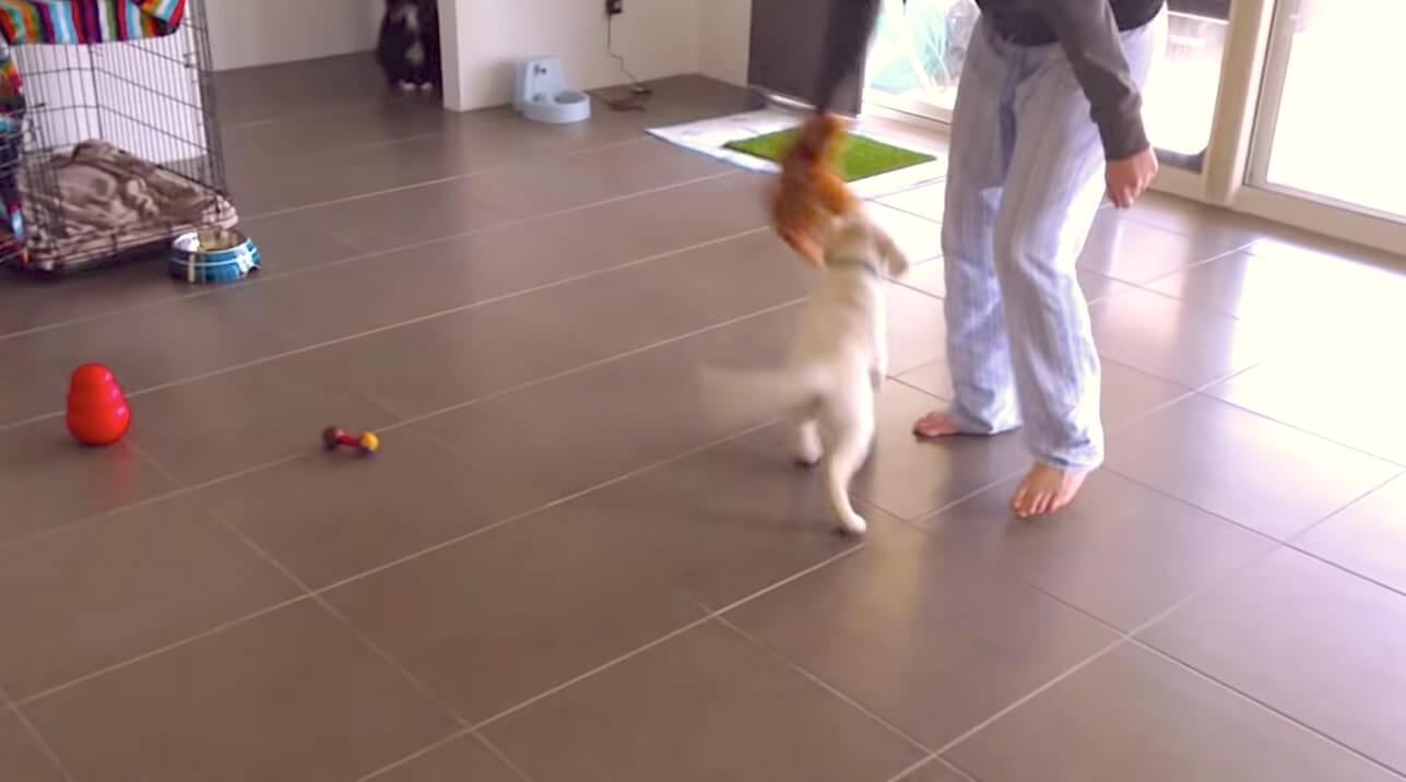 ラブラドールレトリーバー,動画