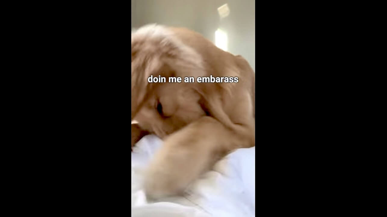 ゴールデンレトリーバー,動画