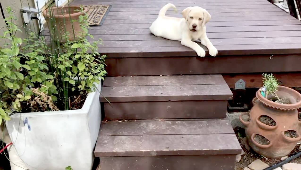 ラブラドールレトリーバー,動画