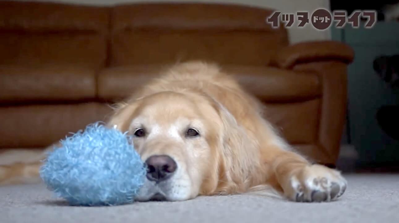 ゴールデンレトリーバー,動画