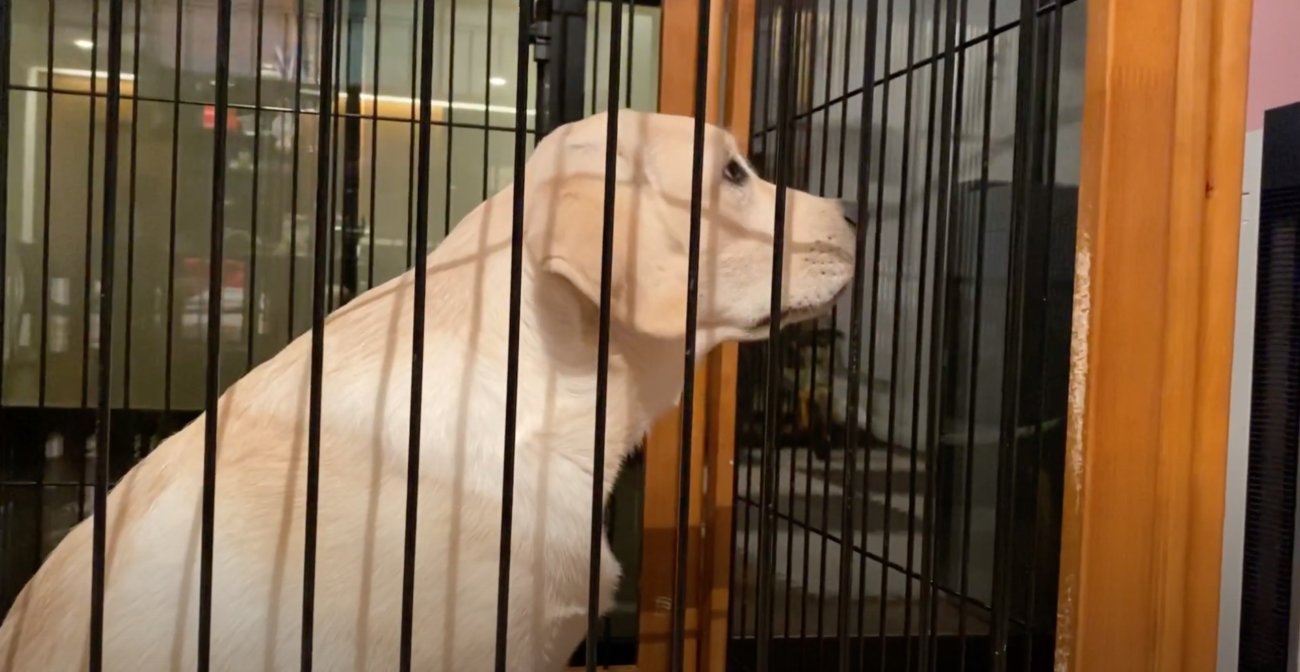 ラブラドールレトリーバー,動画