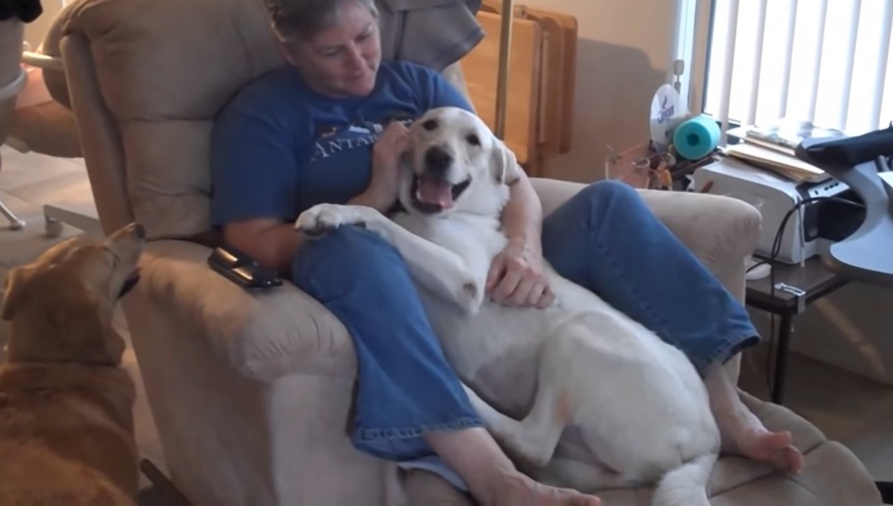 ラブラドールレトリーバー,動画