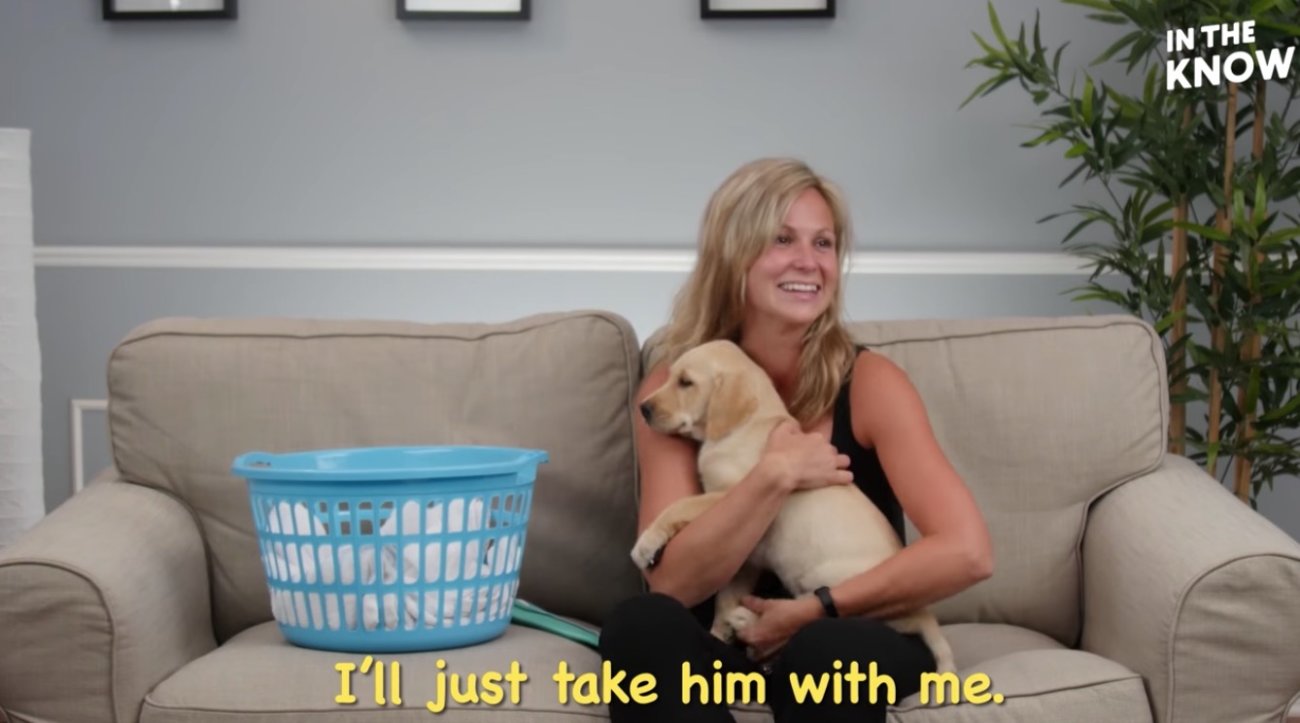 ラブラドールレトリーバー,動画