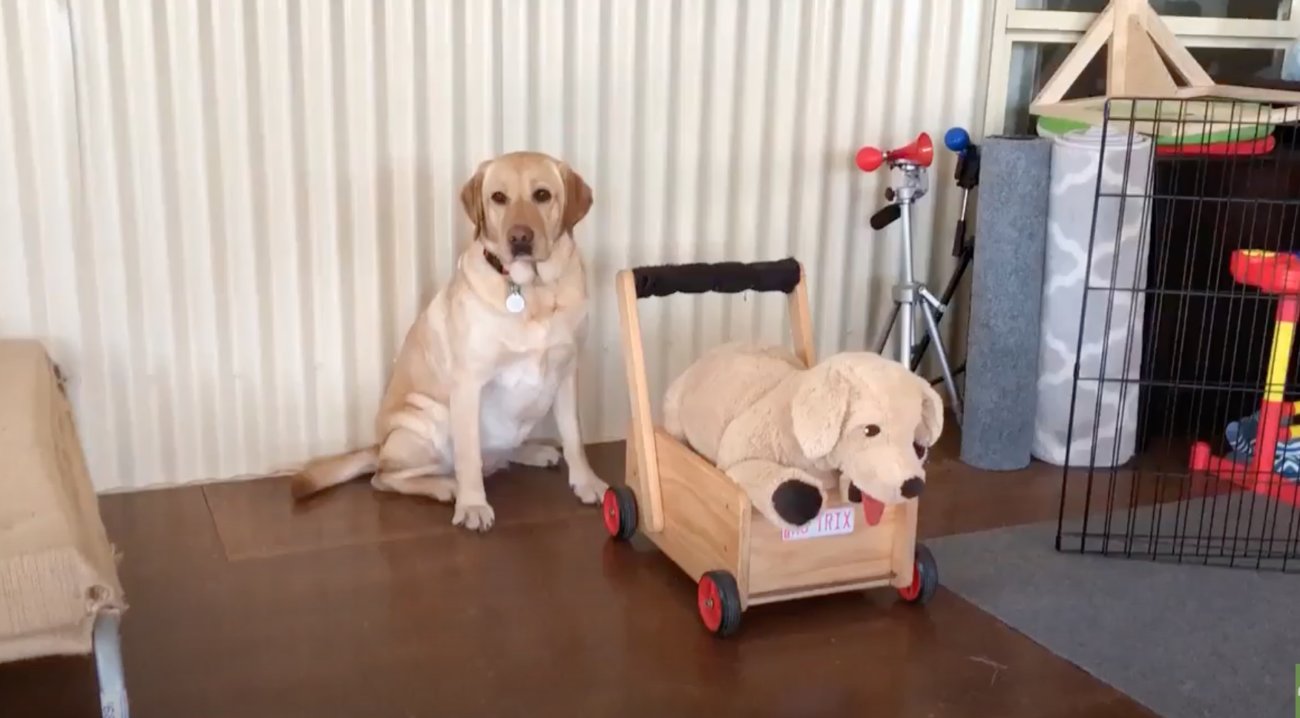 ラブラドールレトリーバー,動画