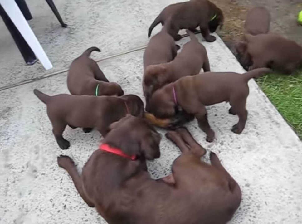 ラブラドールレトリーバー,動画