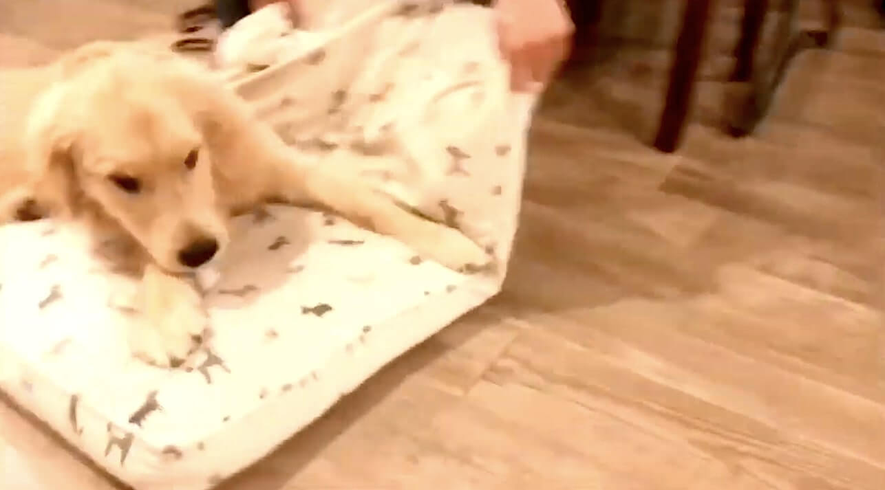 ゴールデンレトリーバー,動画