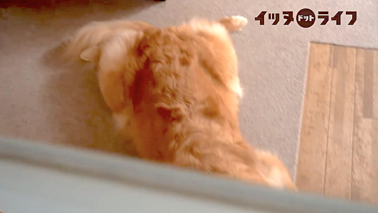 ゴールデン,動画,イッヌドットライフ