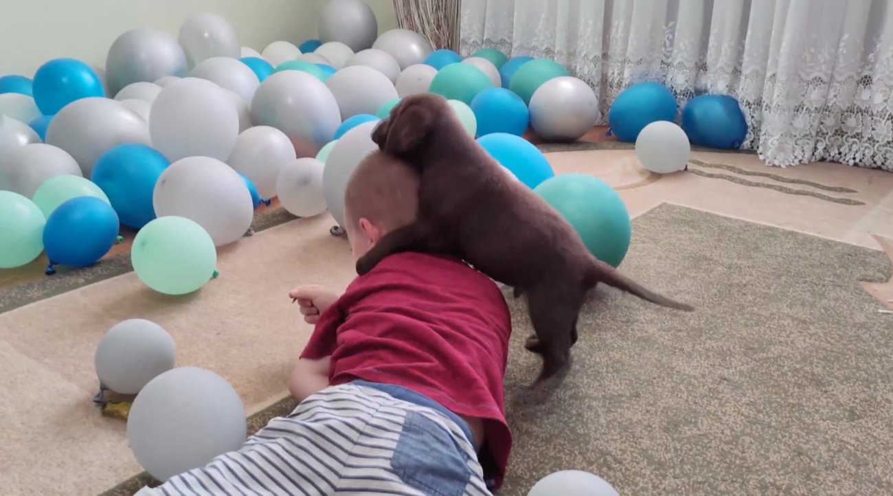 ラブラドールレトリーバー,動画