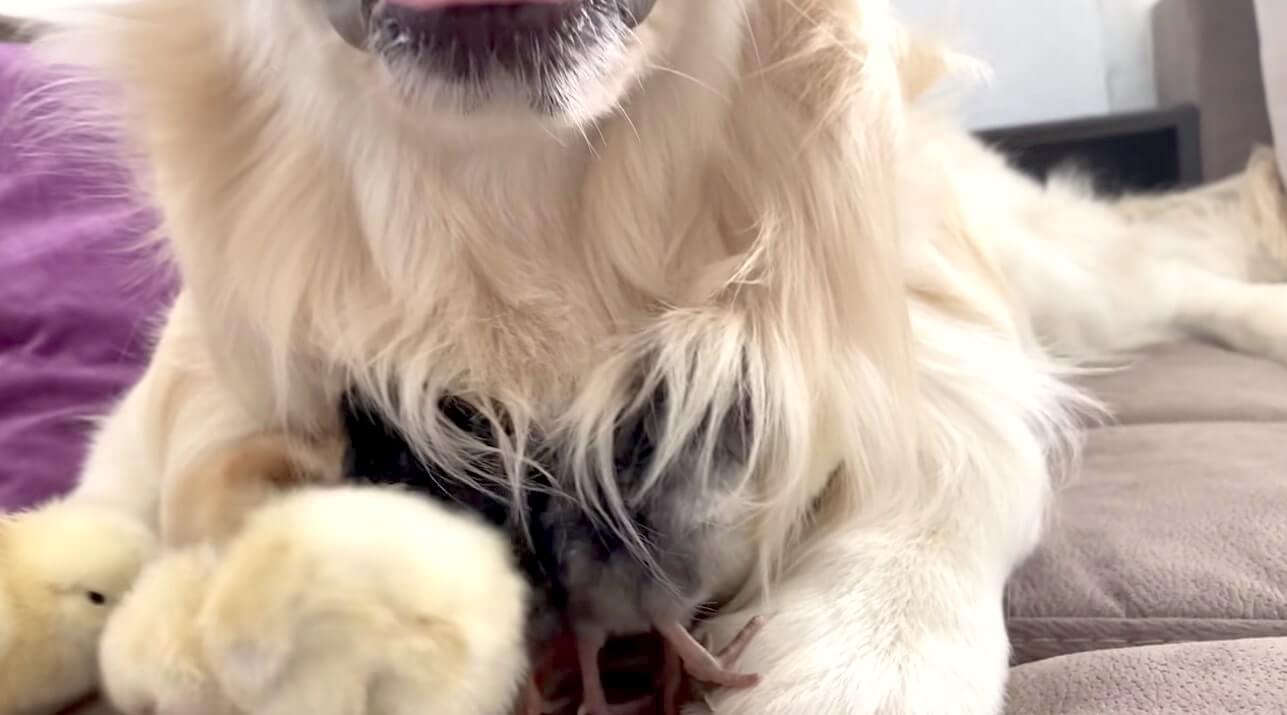 ゴールデンレトリーバー,動画