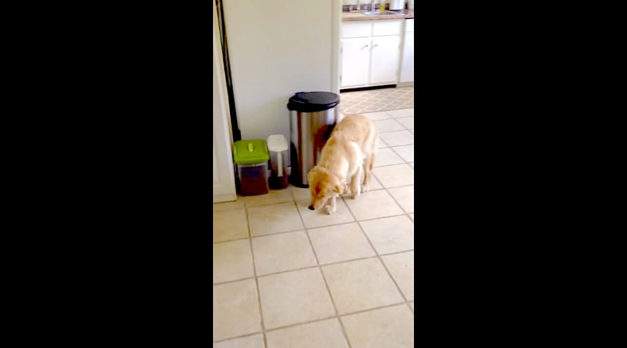 ゴールデンレトリーバー,動画