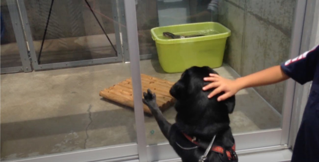 ラブラドールレトリーバー,動画