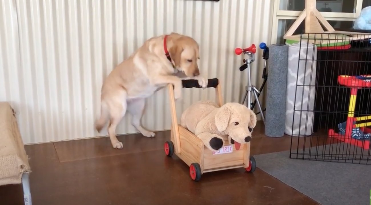 ラブラドールレトリーバー,動画