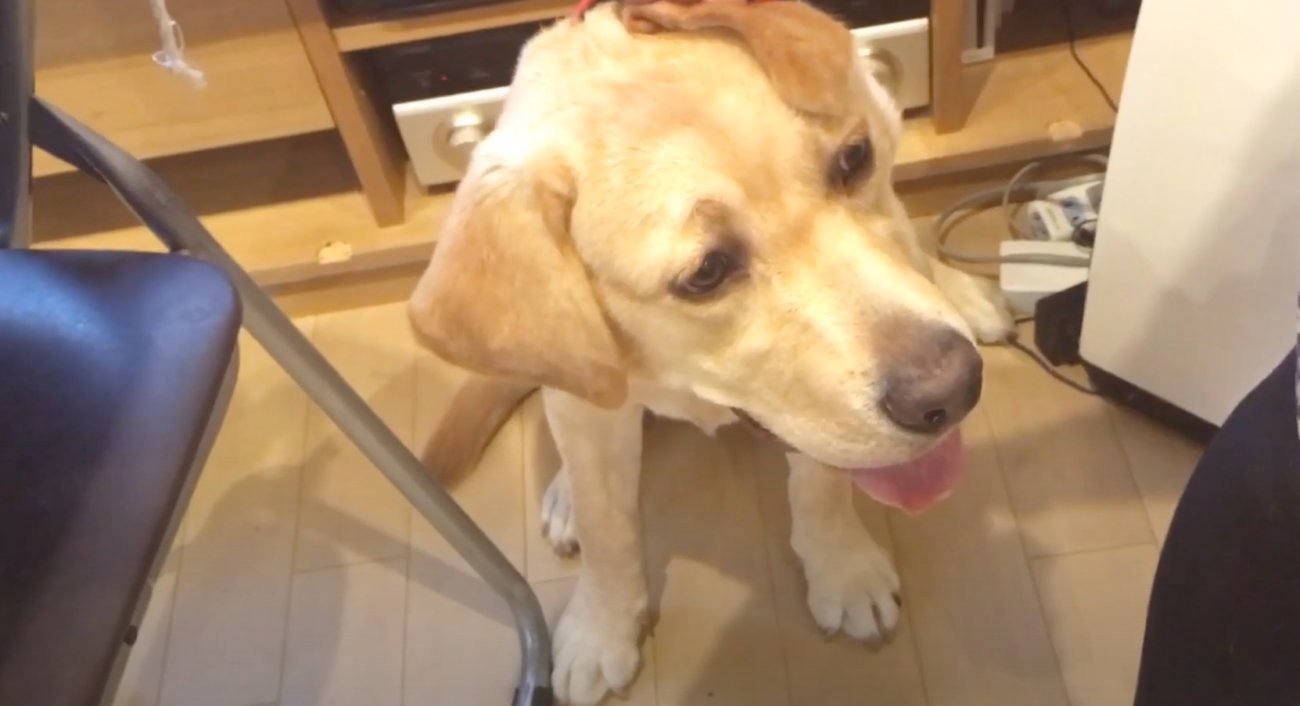 ラブラドールレトリーバー,動画