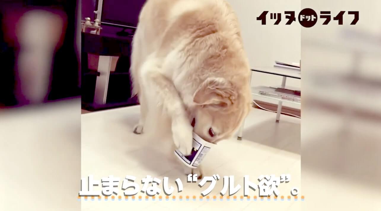 ゴールデン,動画,イッヌドットライフ